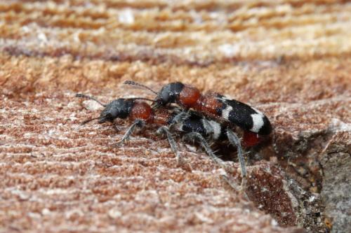 Réf. 202 553 : Thanasimus formicarius